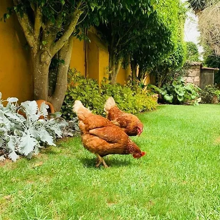 Casa vacanze La Chimenea Tacoronte