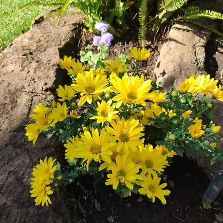 La Chimenea Prázdninový dům Tacoronte