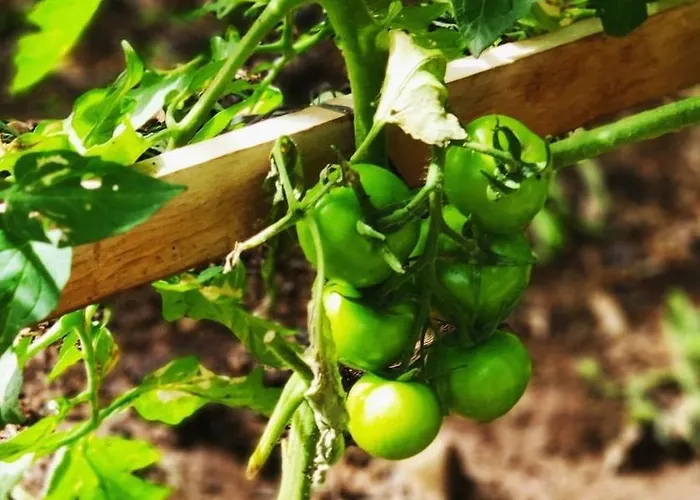 La Chimenea Semesterbostad