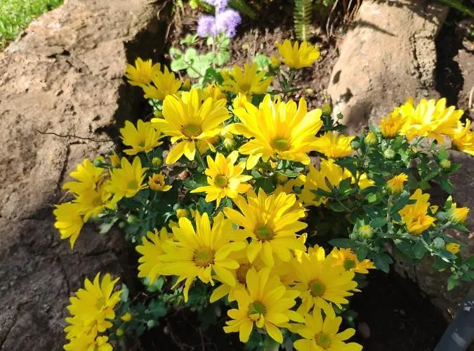 La Chimenea בית נופש טקורונטה