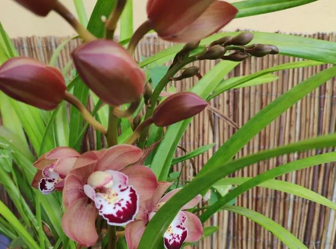 La Chimenea Tacoronte